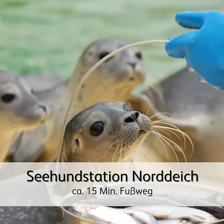 Strandnahe Familien-oase Mit Hund Norden